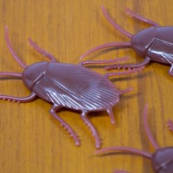 ゴキブリ　駆除　自分で　ペスコン田島